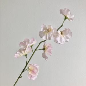 ASCA アスカ スイトピーX 7 A-34843-013 入数 24