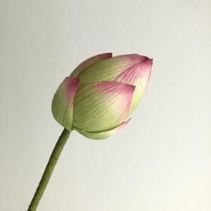 ASCA アスカ ロータスバッド A-34838-003 G 入数 12