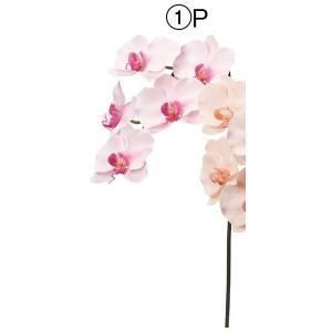 ASCA アスカ コチョウランX 5 A-34837-001 P 入数 12