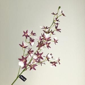 ASCA アスカ オンシジュームX 32 A-34836-007 W 入数 36