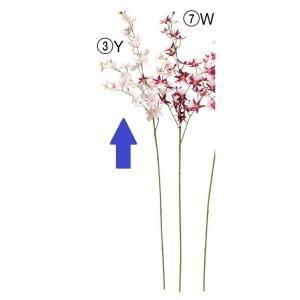 ASCA アスカ オンシジュームX 32 A-34836-003 Y 入数 36