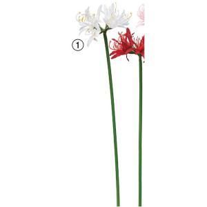 ASCA アスカ ネリネリリィ A-34829-001 入数 24