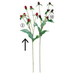 ASCA アスカ センニチコウX 6 A-34817-002 入数 24