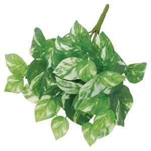 ASCA アスカ ポトスブッシュ A-44398-053 A 入数 12