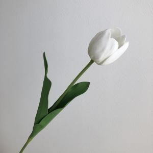 ASCA アスカ チューリップ A-34798-001 入数 24