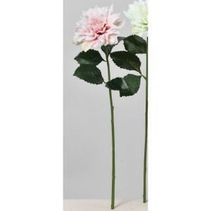 ASCA アスカ ダリア A-34588-001 P 入数 12