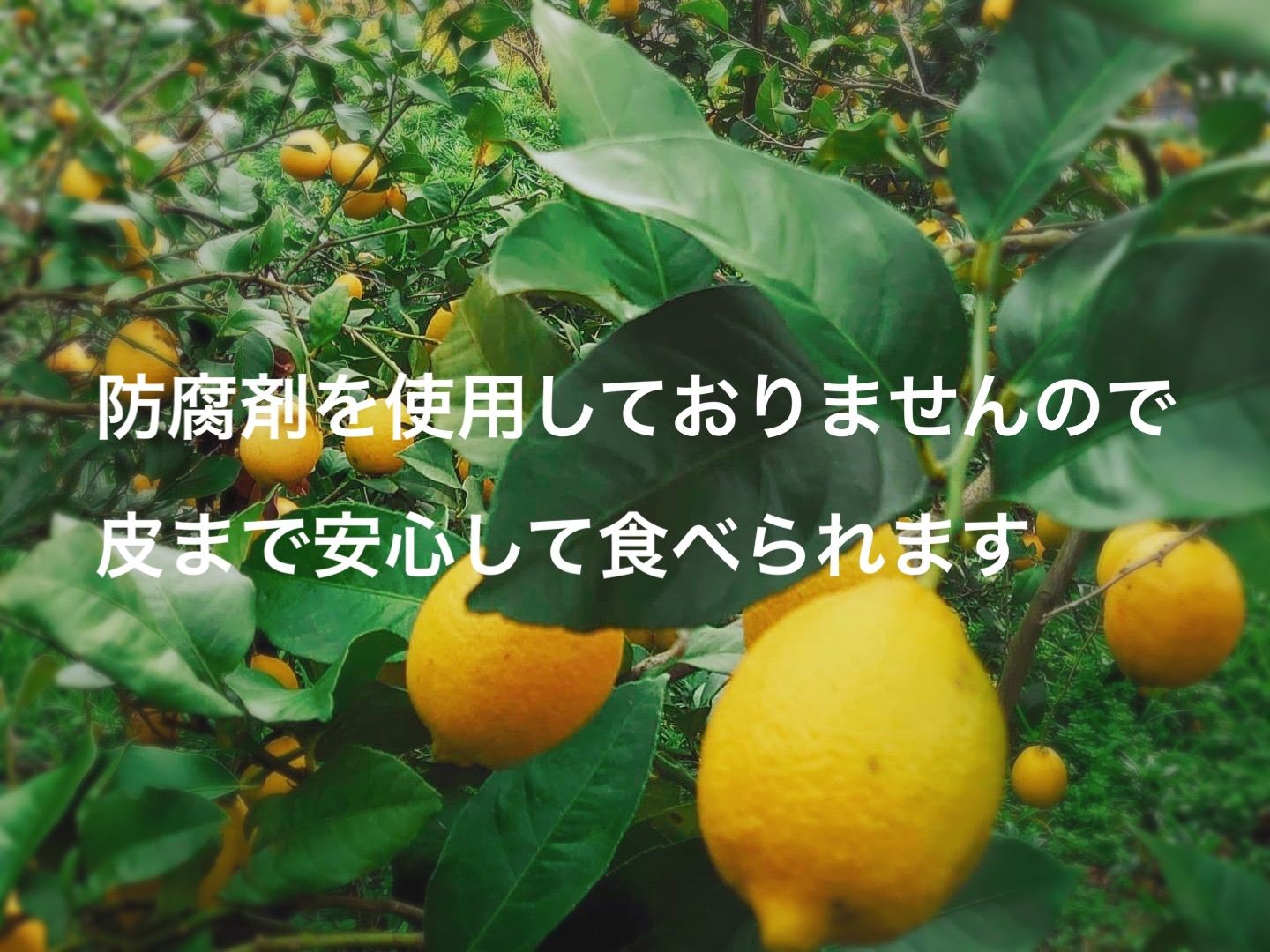 【むちゅ】平戸島レモン　小玉20キロ入り　国産レモン 2020slicelemon.jpg