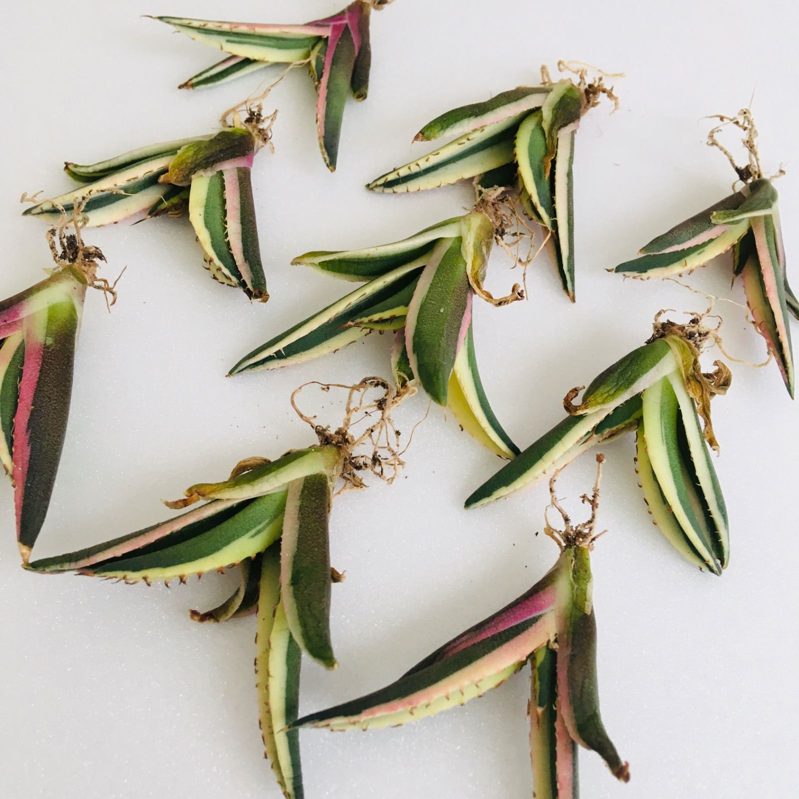 TC株】スナグルトゥース アガベ チタノタ 錦 覆輪斑 - メルカリ