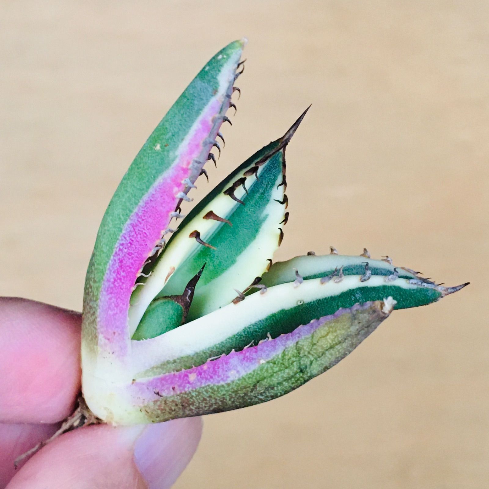 スナグルトゥース TC株 純血 アガベ チタノタ 錦 クリーム覆輪斑 TC株】スナグルトゥース アガベ チタノタ 錦 覆輪斑 Agave titanota