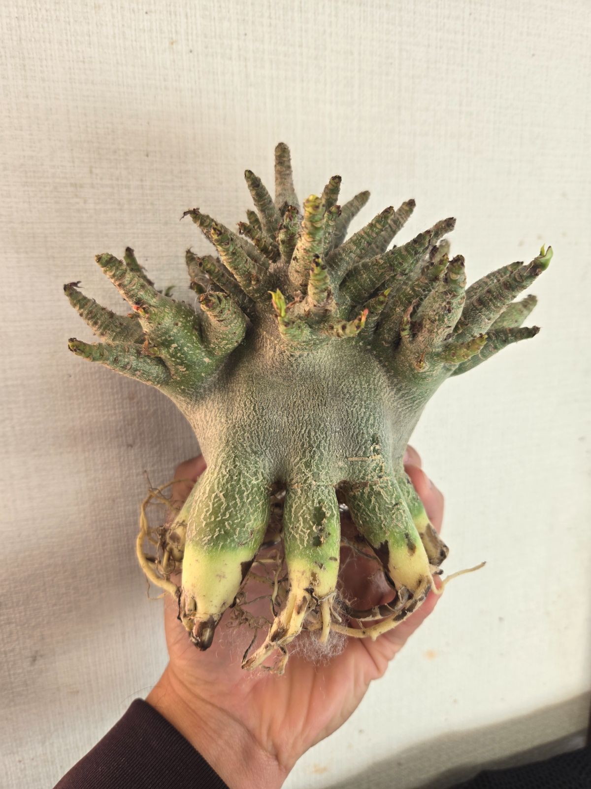 最終値下げ　アデニウム　アラビカム　タコ足　大株　発根済み　植え込み発送 アデニウムアラビカムタコ足5号鉢