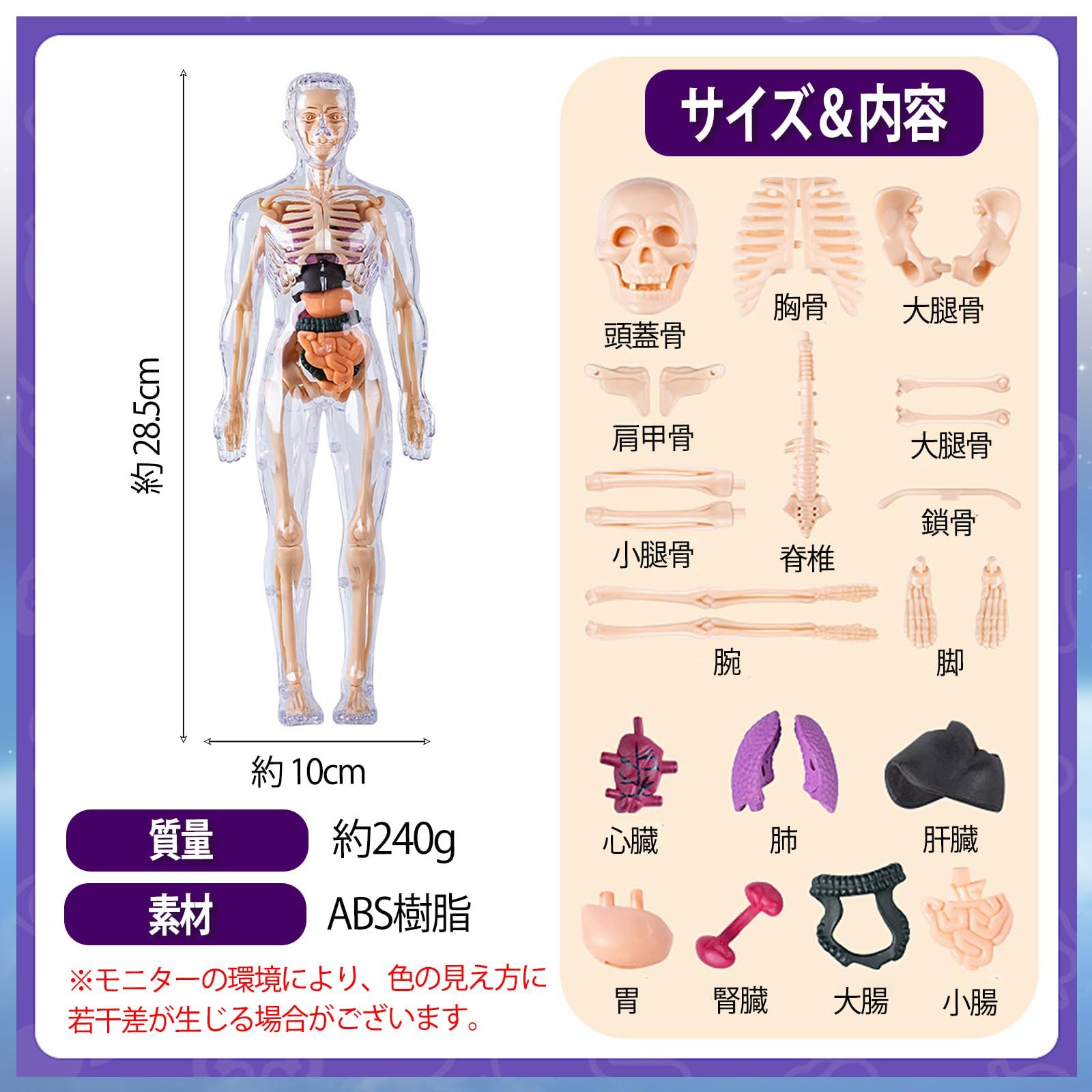MONOSTORE 人体模型 パズル 3D 解剖モデル 教育用 おもちゃ 骨格模型 