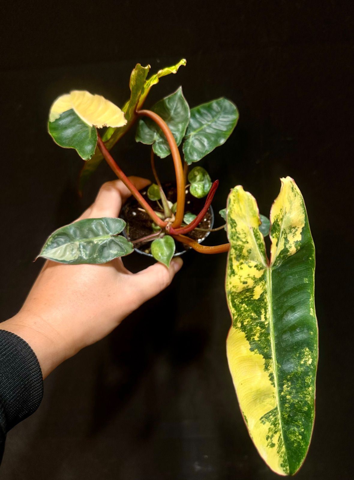 Philodendron Billietiae Variegated フィロデンドロン ビレッティア