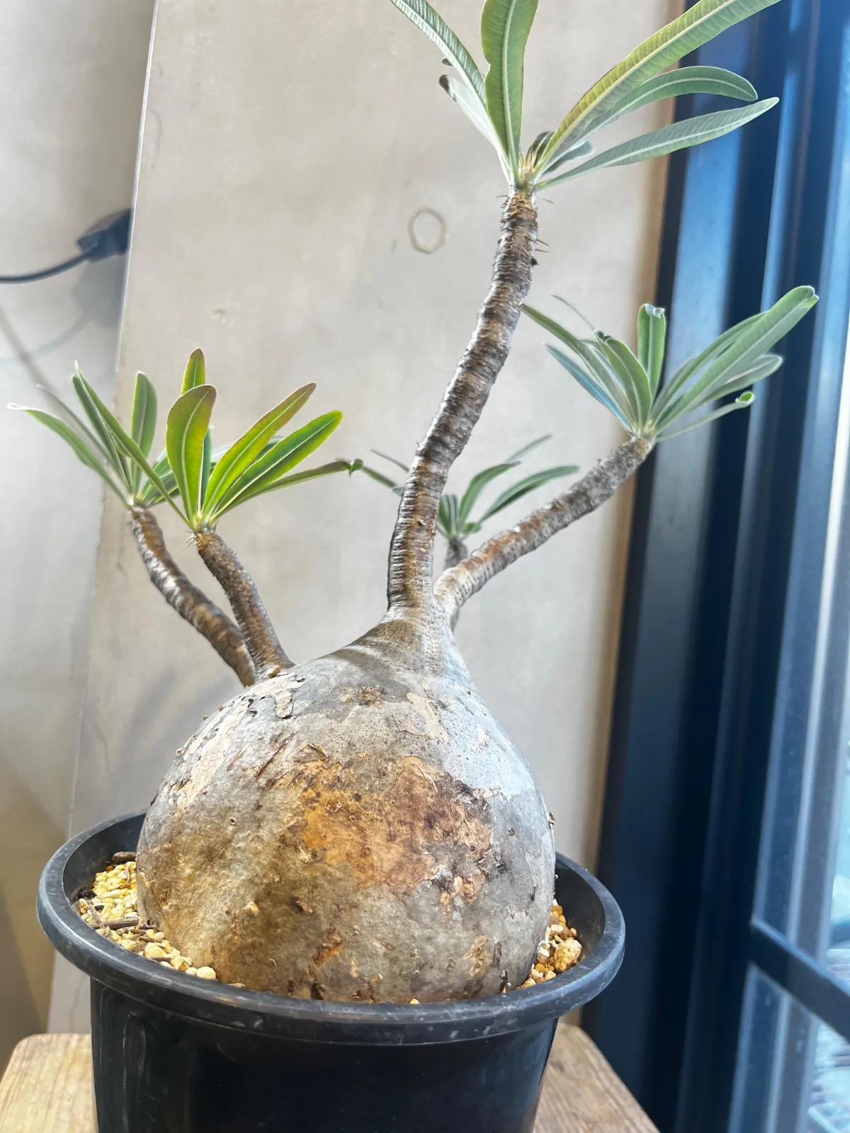 2026年最新】マカイエンセ現地球の人気アイテム - メルカリ