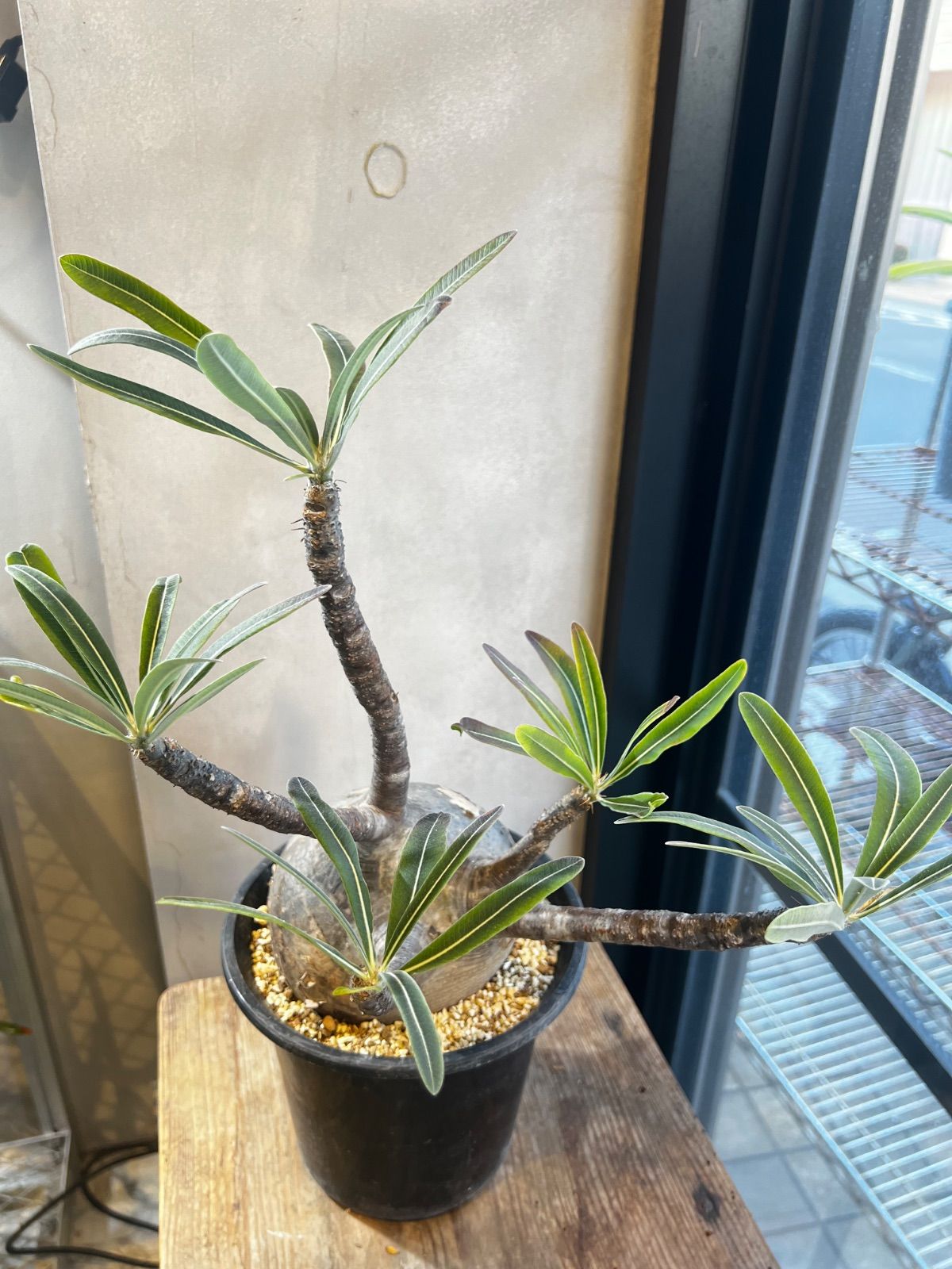 大株】パキポディウム グラキリス 現地球 発根済 - メルカリ