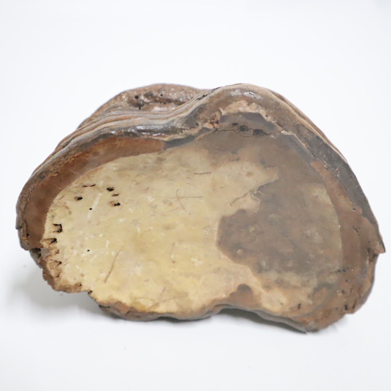 天然木　大型　観賞木置台　オブジェ　サルノコシカケ　(下の台座お付けします) Amazon.co.jp: 天然木 大型 観賞木置台 オブジェ サルノコシカケ (下の