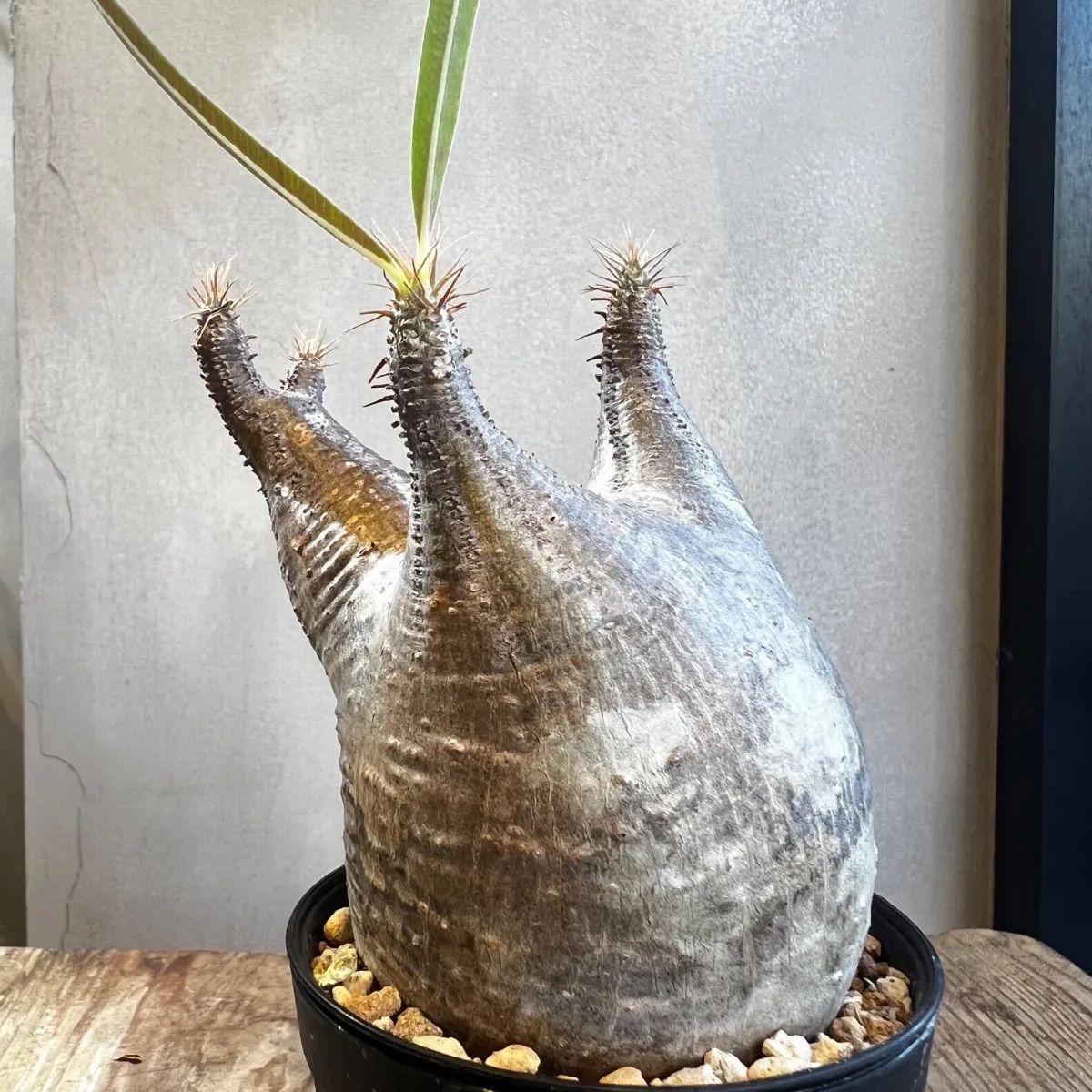 パキポディウム グラキリス現地球 発根済 - メルカリ