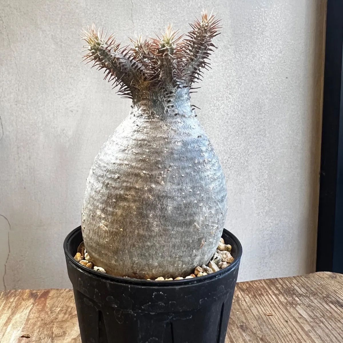 パキポディウム グラキリス現地球 発根済み - メルカリ