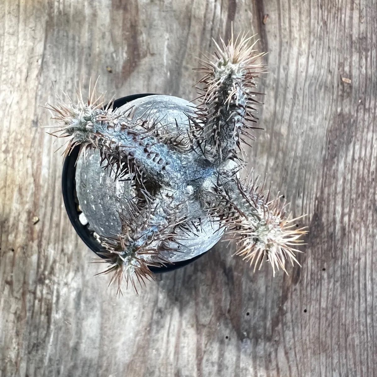 パキポディウム グラキリス現地球 発根済み - メルカリ