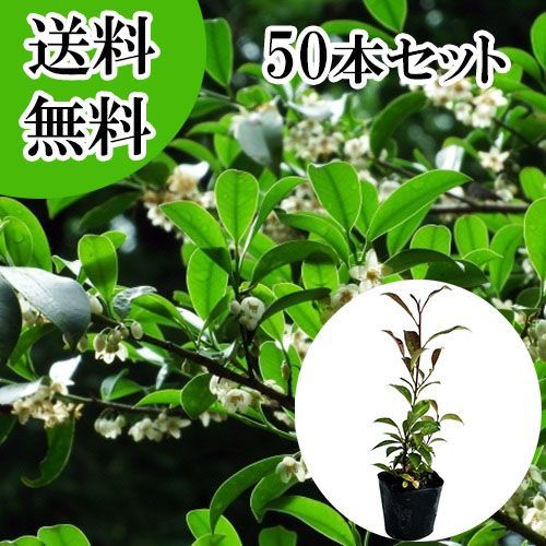 【50本セット】サカキ （ホンサカキ） 本榊樹高0.3m前後10.5cmポット
