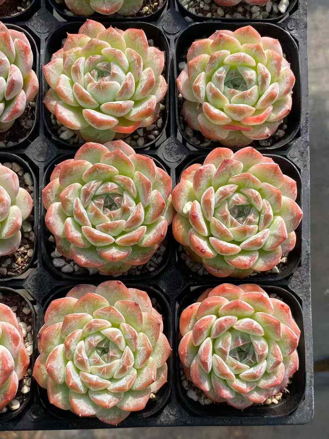 ファッション 【50株の抜き苗セット】スノータワー 多肉植物 佐川急便