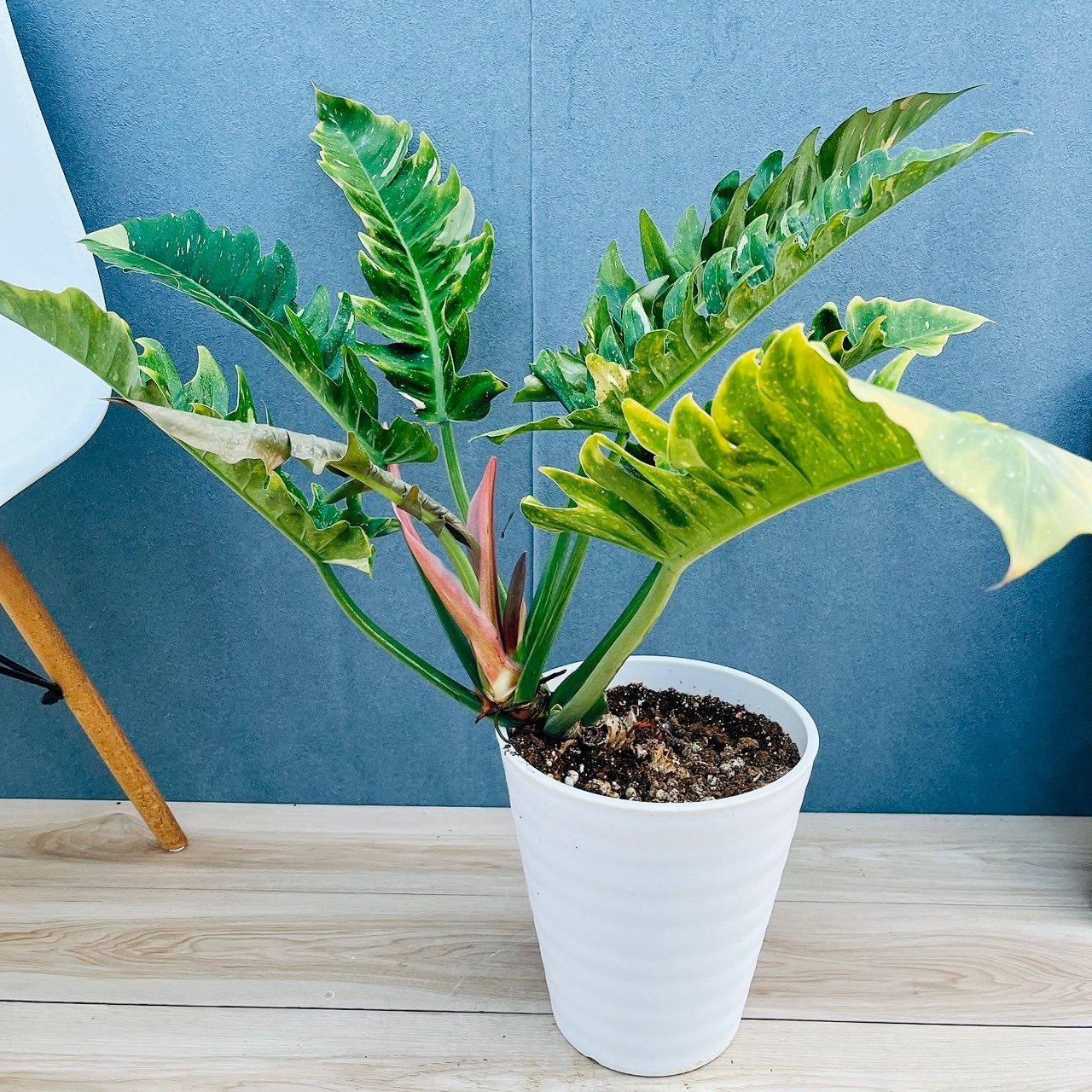 レアです‼️】フィロデンドロン トータム 斑入り アルボ 希少 人気