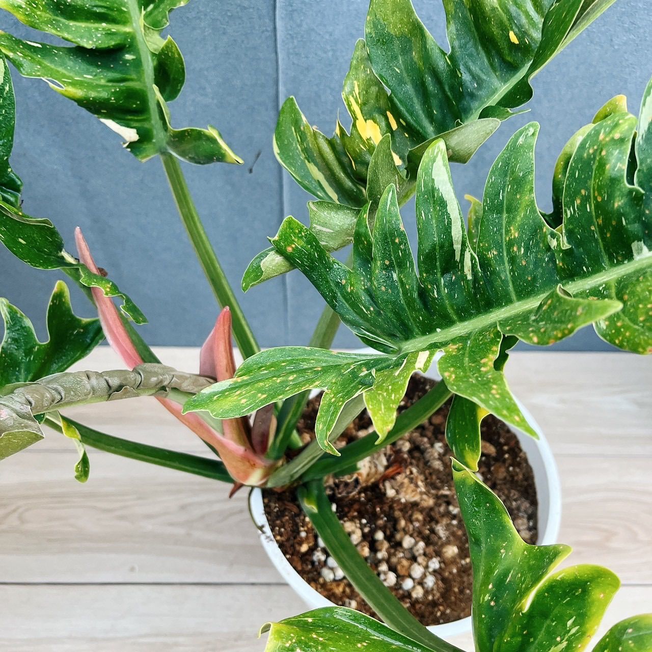 現品］【珍しい】3番 フィロデンドロン リングオブファイア 8号 観葉