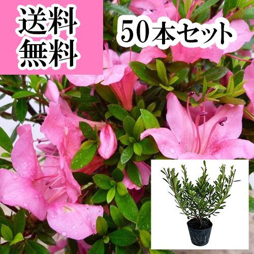 50本セット サツキツツジ さつき 樹高0.25 m前後10.5 cmポット