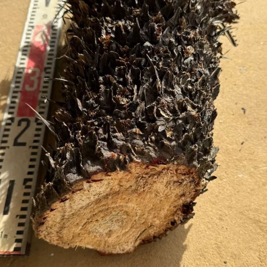 発根管理中】胴切りソテツ 大きめ A - メルカリ