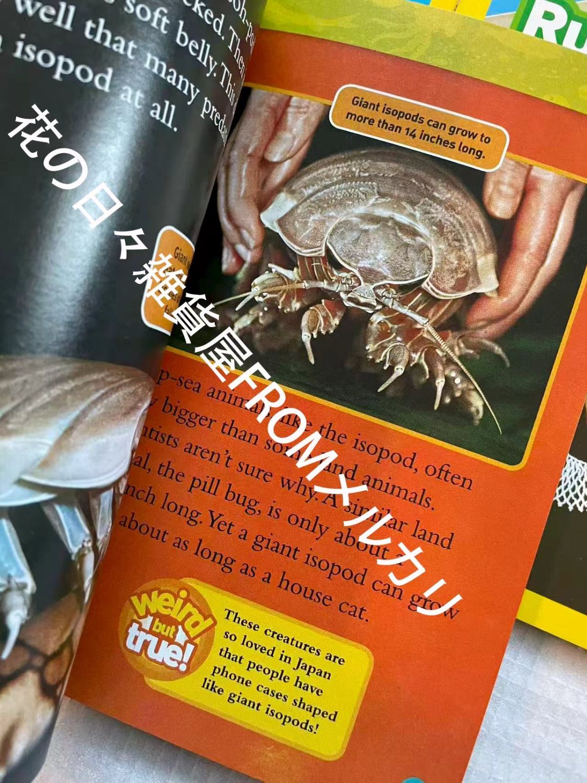 新品 38冊 National Geographic Kids Level3 英語絵本 音源付き