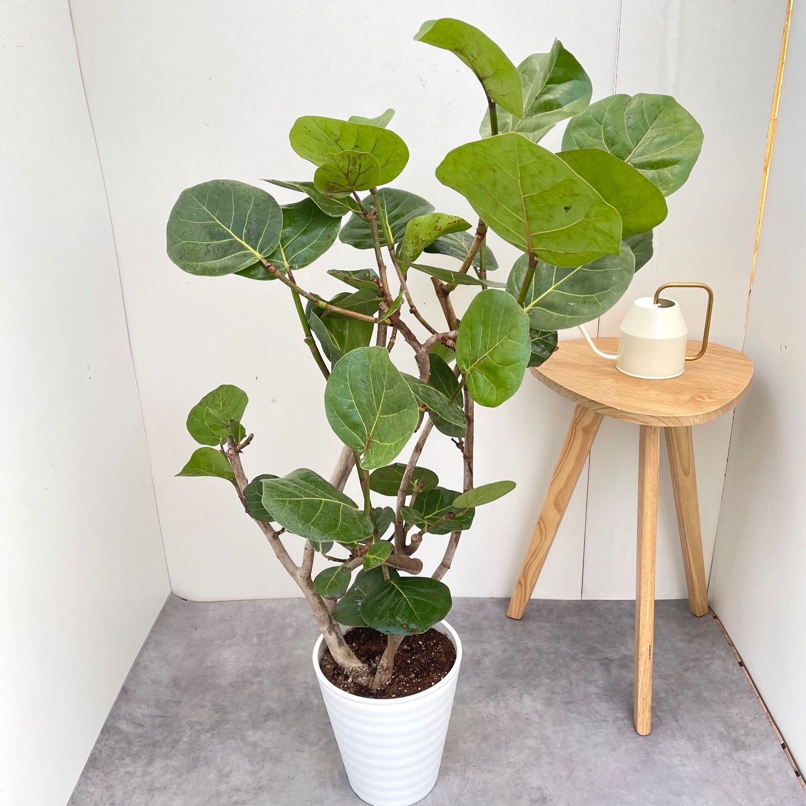 シーグレープ 曲がり 10【現品】観葉植物 大型 室内 - メルカリ