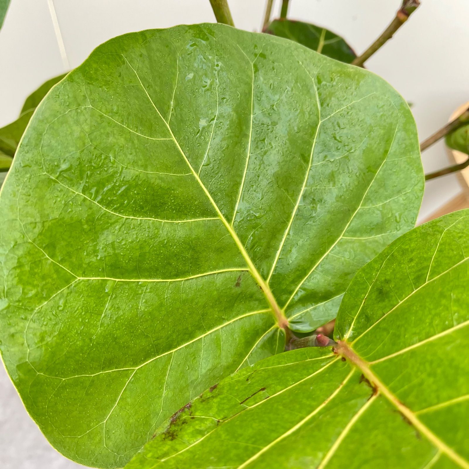 シーグレープ 曲がり 10【現品】観葉植物 大型 室内 - メルカリ