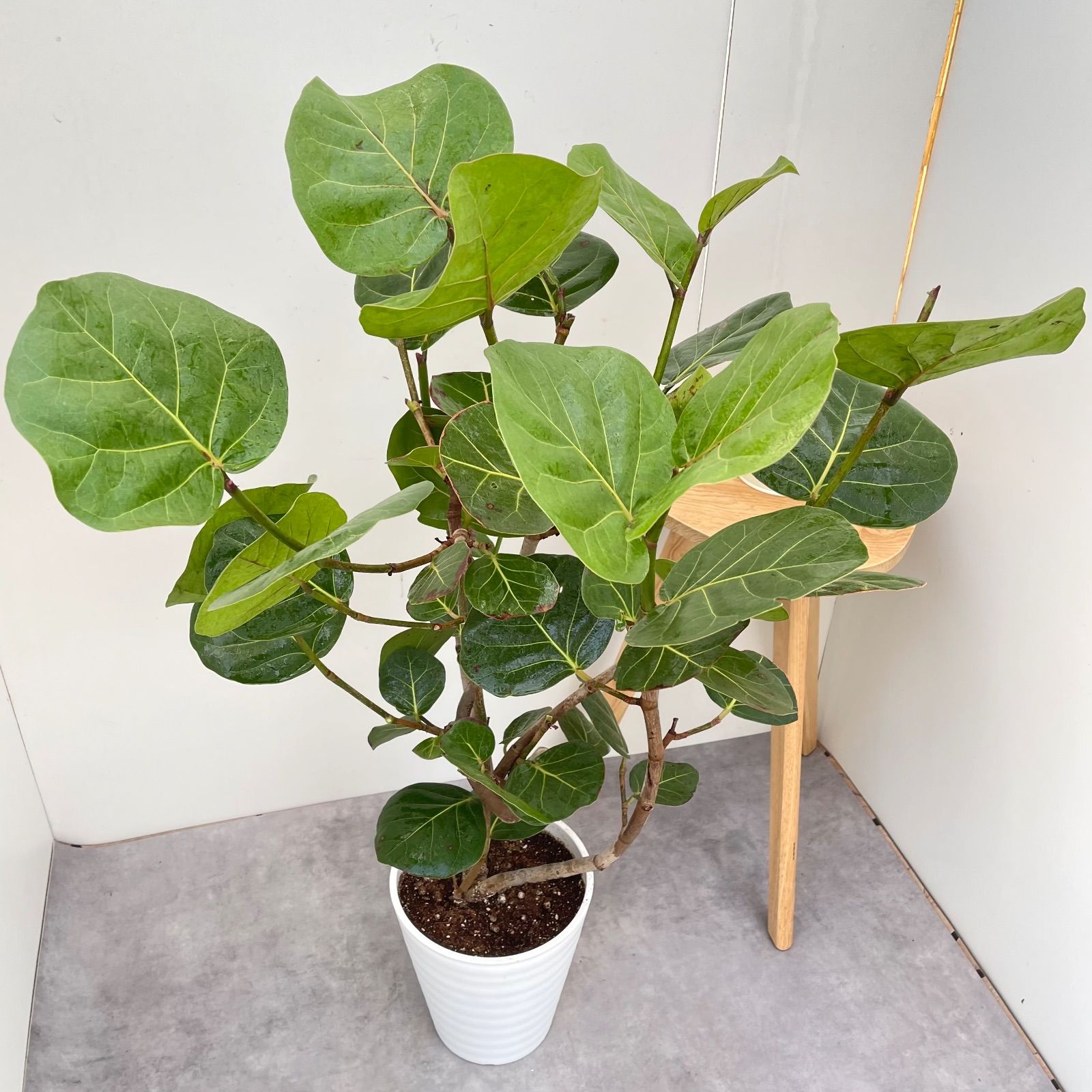 シーグレープ 曲がり 10【現品】観葉植物 大型 室内 - メルカリ