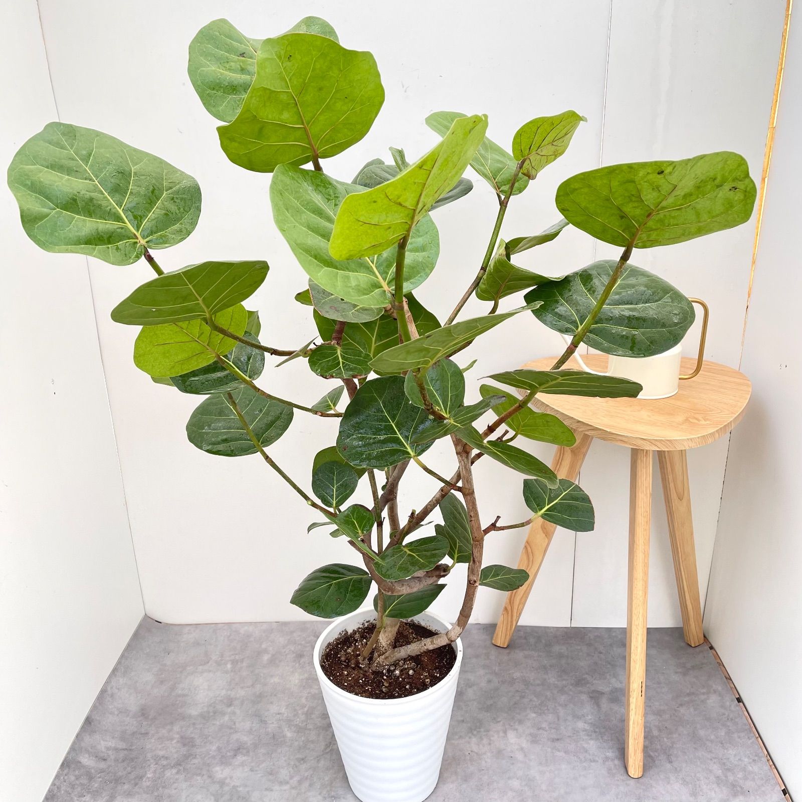 シーグレープ 曲がり 10 現品 観葉植物 大型 室内