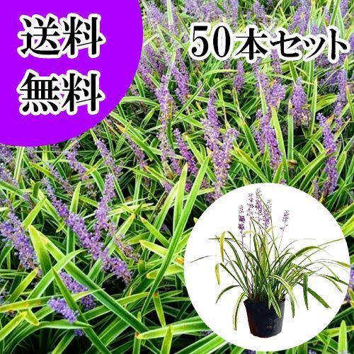 50本セット フイリヤブラン|10.5 cmポット