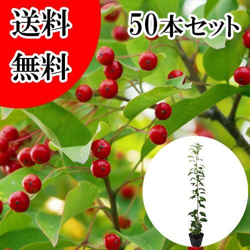 【50本セット】ソヨゴ樹高0.3m前後10.5cmポット