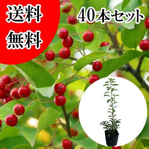 【40本セット】ソヨゴ樹高0.5m前後10.5cmポット