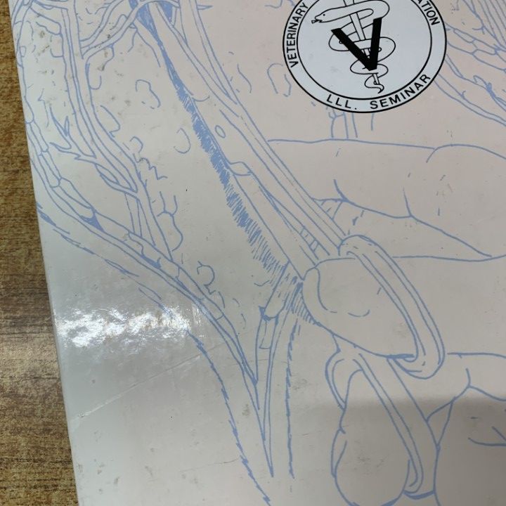 △01)【1点限り!】カラーアトラス 小動物軟部外科手術法/Ira M Gourley