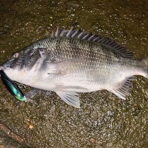 月虫66 浮 オリカラマジョーラ色 チャートヘッド - メルカリ