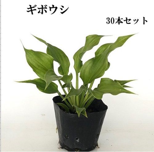 30本セット ギボウシ|10.5 cmポット