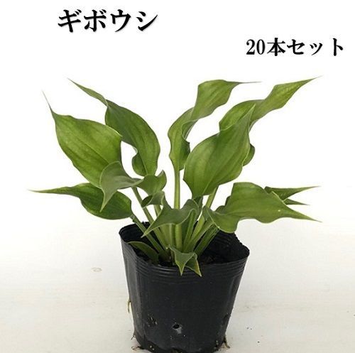 20本セット ギボウシ|10.5 cmポット