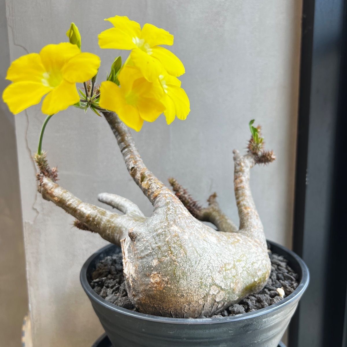 パキポディウム マカイエンセ 現地球 発刊済