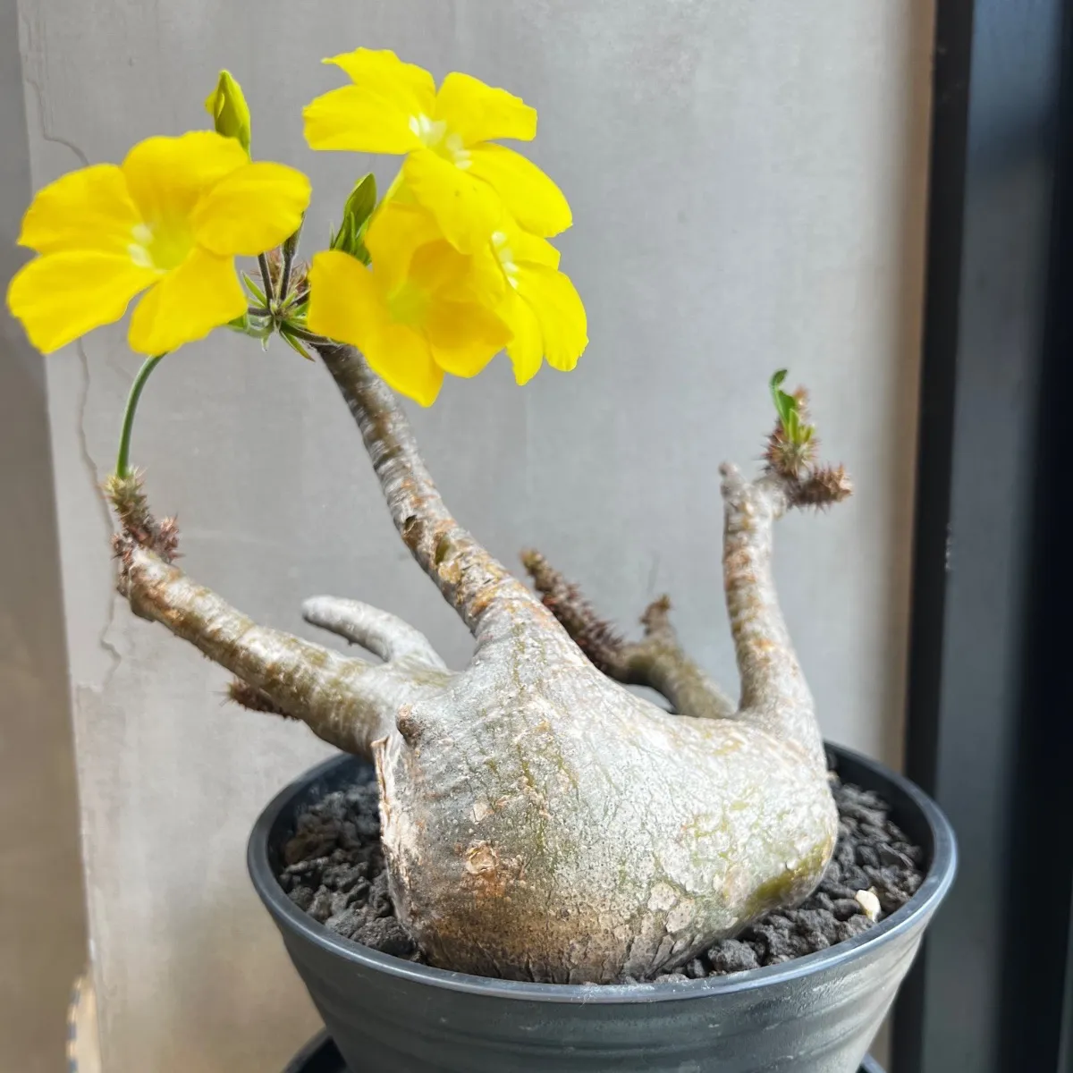 2026年最新】マカイエンセ現地球の人気アイテム - メルカリ