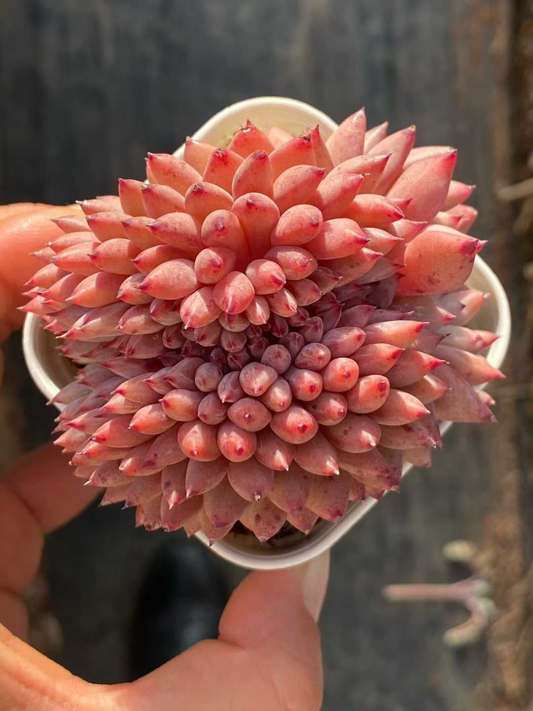 50株の抜き苗セット】ラブリーローズ 多肉植物 佐川急便発送