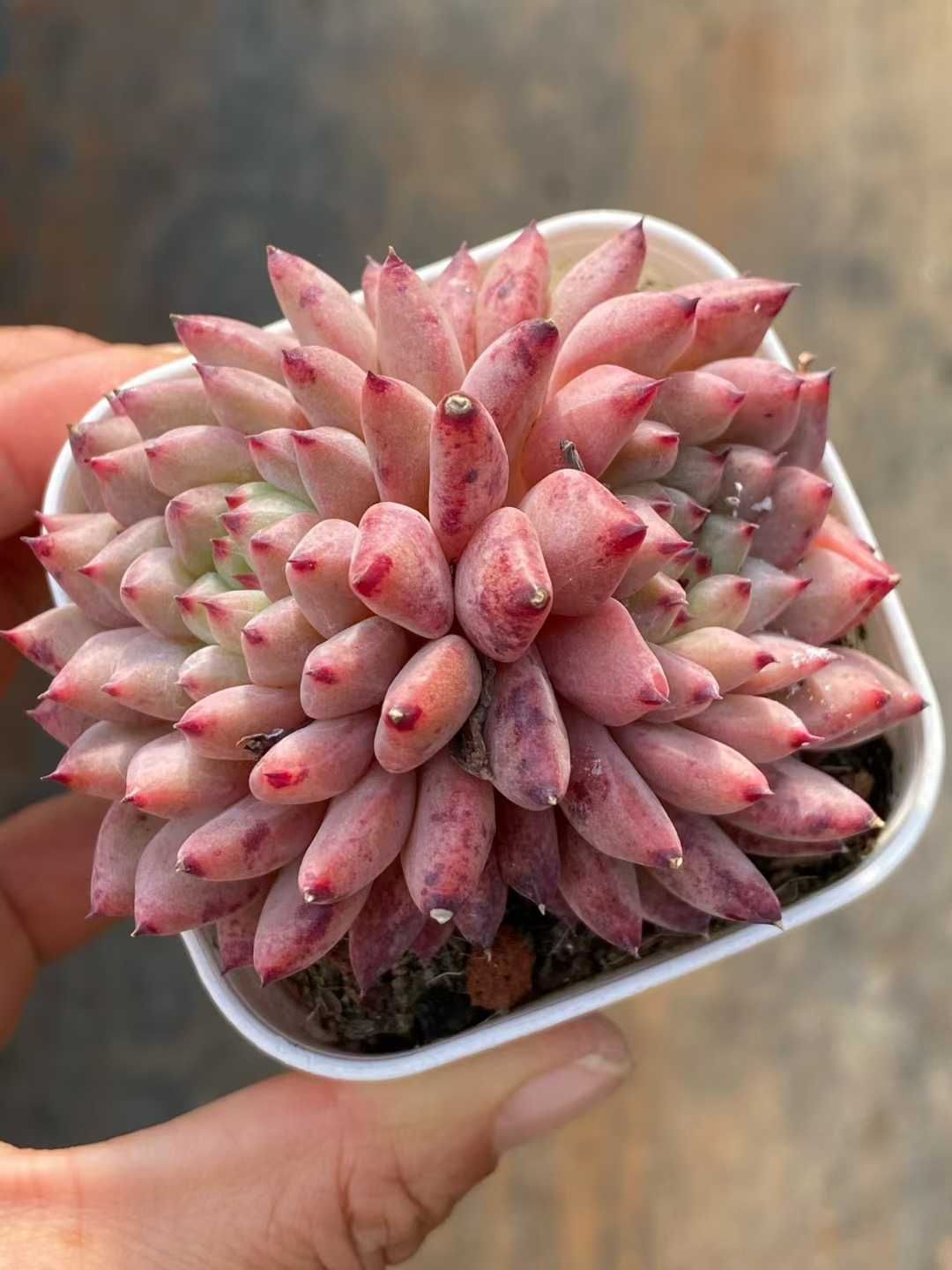 50株の抜き苗セット】ラブリーローズ 多肉植物 佐川急便発送