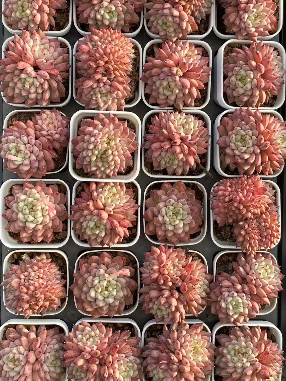 50株の抜き苗セット】ラブリーローズ 多肉植物 佐川急便発送