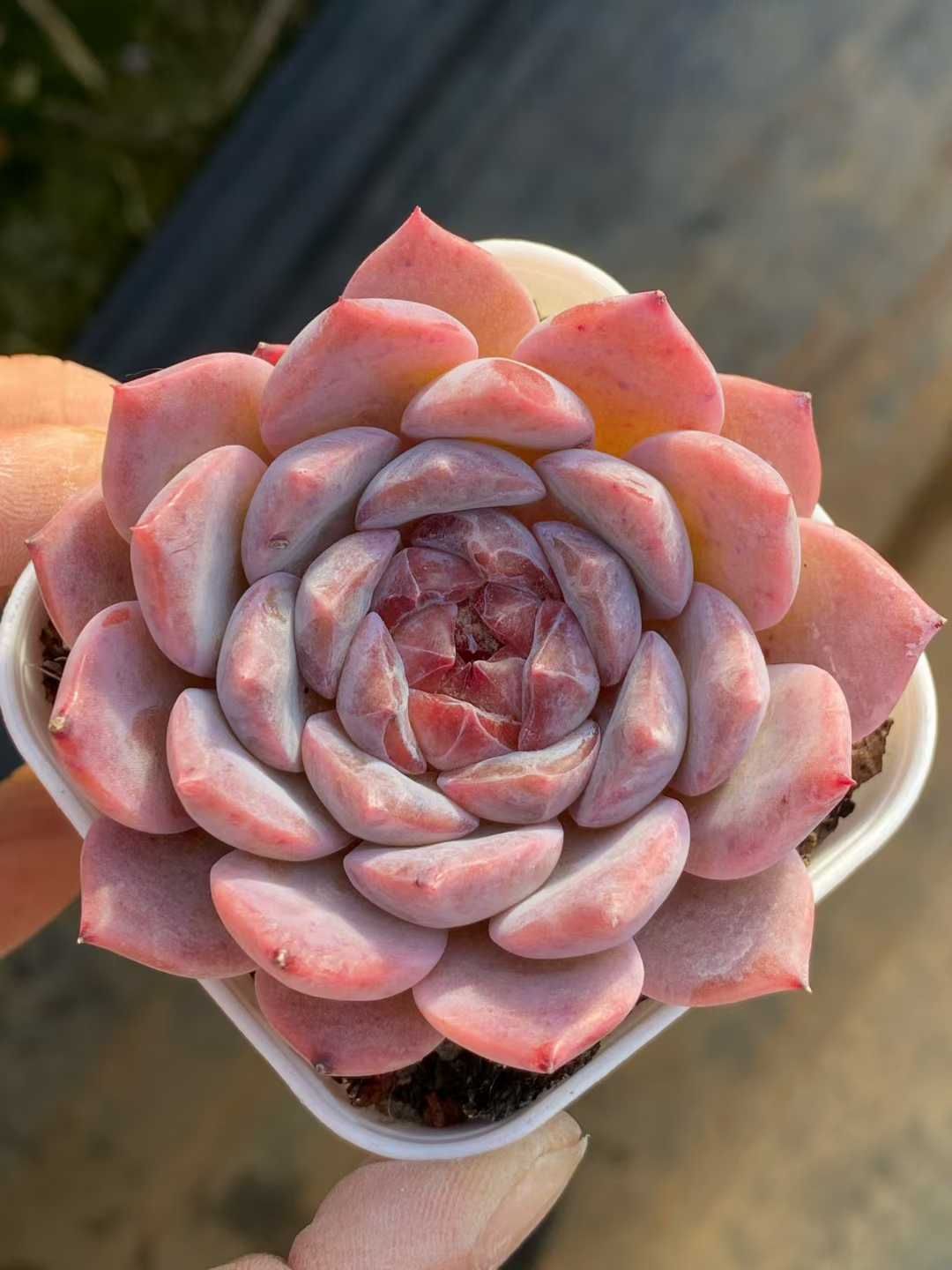 50株の抜き苗セット】赤琥珀 多肉植物 佐川急便発送 エケベリア 韓国苗