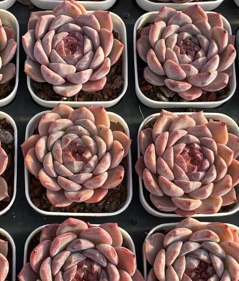 50株の抜き苗セット】赤琥珀 多肉植物 佐川急便発送 エケベリア 韓国苗
