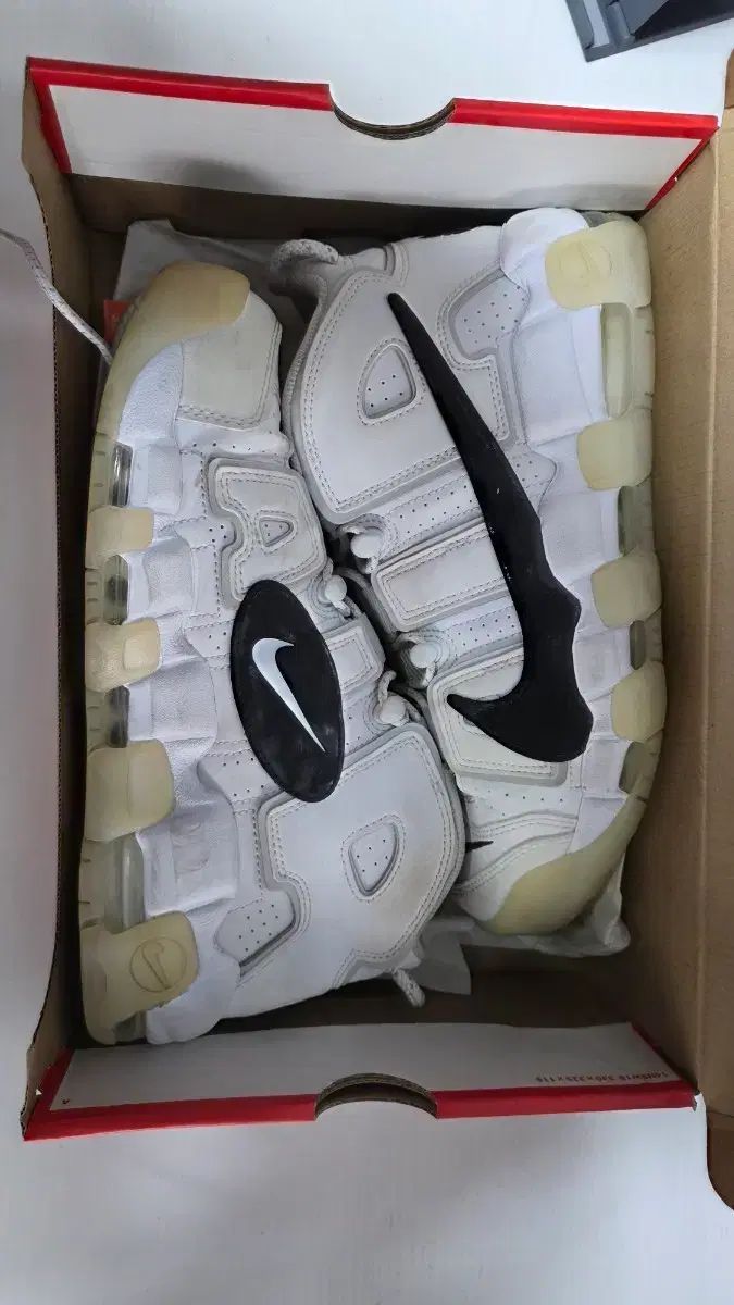 ねこねこ様リクエスト品！蝶標本 ロキシャスウスバ ペア ショップ