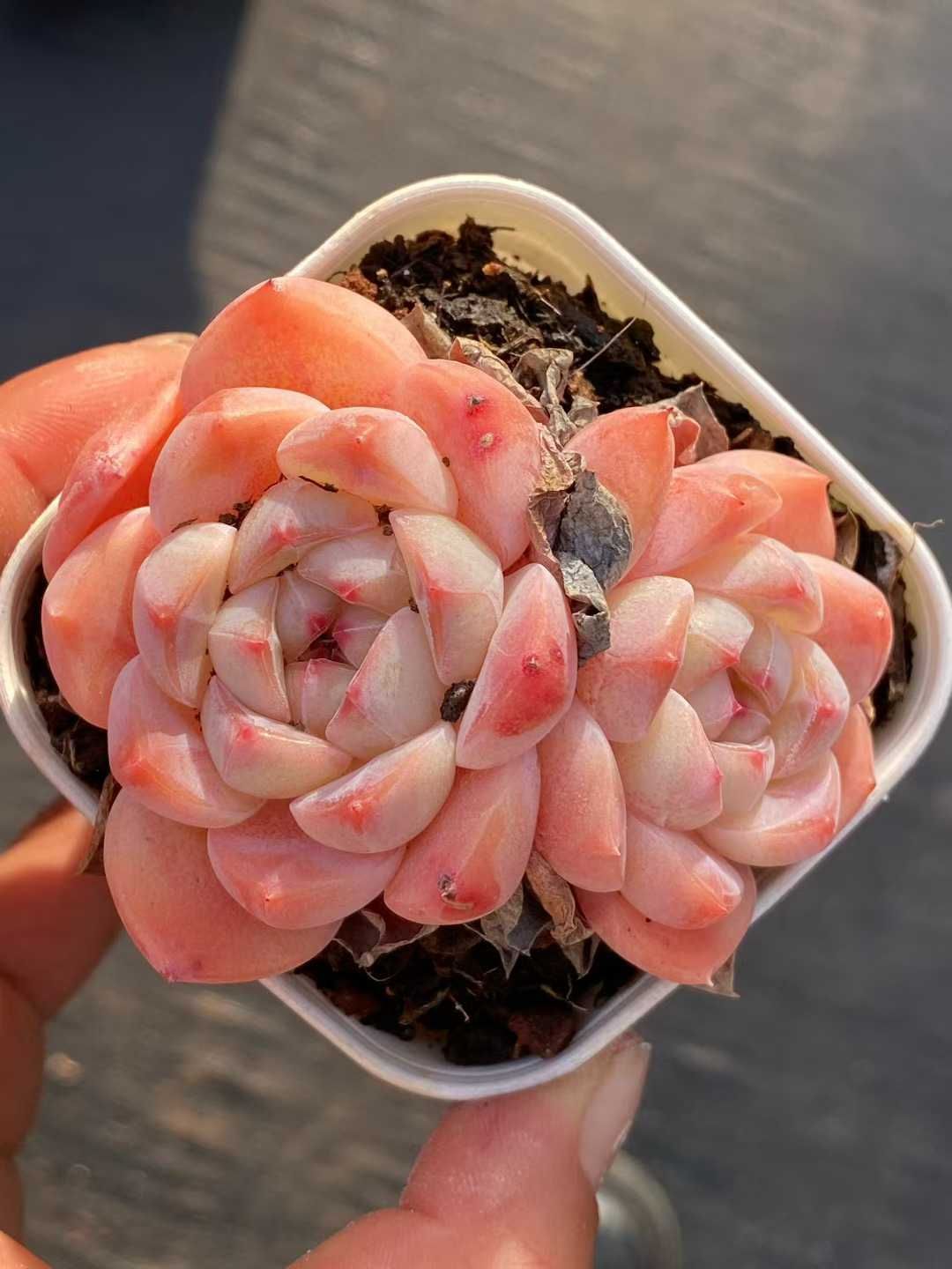 多肉植物♥゛レッドベリー 抜き苗 24株の抜き苗セット】レッドハート 多肉植物 佐川急便発送 エケベリア