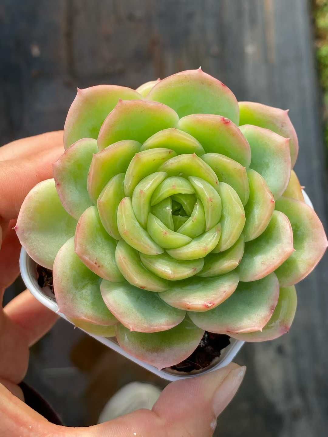 50株の抜き苗セット】ベビーグリーン 多肉植物 佐川急便発送